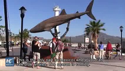 Time comes to watch blue whales in Loreto of Mexico 2016