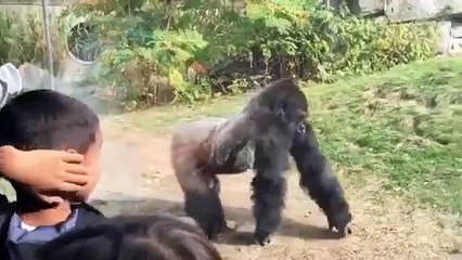Gorilla Fight - Omaha Zoo