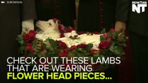 Pope Francis Blesses Lambs Dressed In Flower Headpieces
