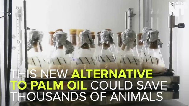 This Alternative To Palm Oil Could Save Orangutans