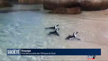 Voyage : découvrez l'Afrique du Sud