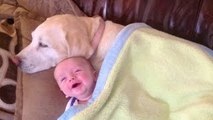 Los bebés lindos que juegan con los perros Labrador - Perros Amor bebés Compilación [HD