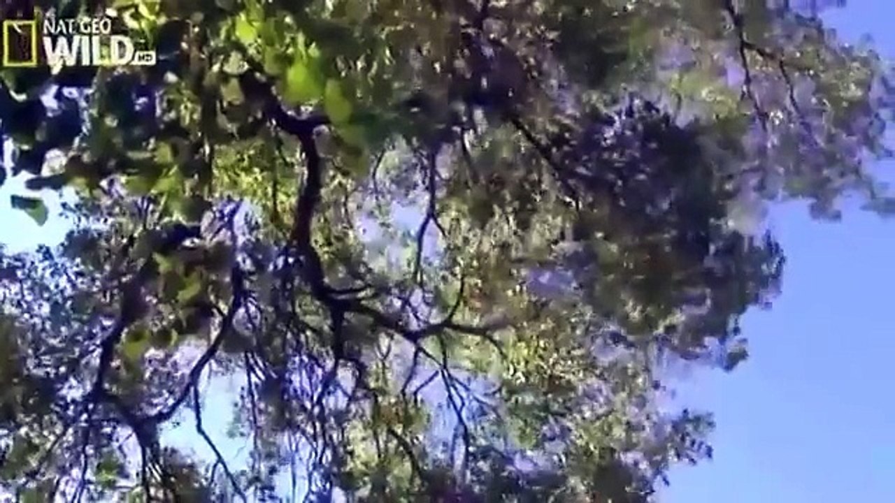 The American Bald Eagle