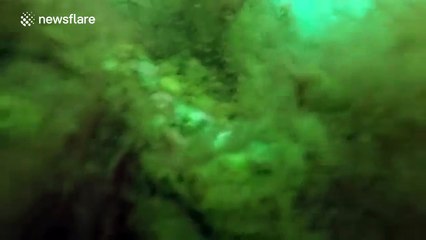 Man builds cage for GoPro and drops it to the bottom of the ocean