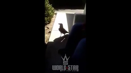 Crow says(((((FUCK YOU)))))غراب يقول