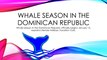 Lifestyle Holidays Vacation Club Announces Whale Season In The Dominican Republic