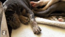 German Shepherd Puppies Sleeping is the CUTEST - Puppy Love