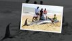 Over 100 whales wash ashore on TN coast, 45 dead