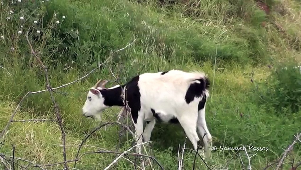 Planes at Madeira Airport || Crosswind Landings || 10/04/14 Big Planes