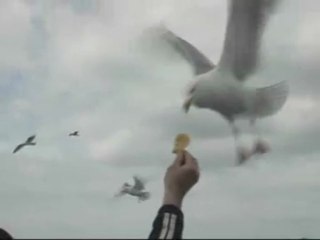 Les goélands de l'île de Bréhat.