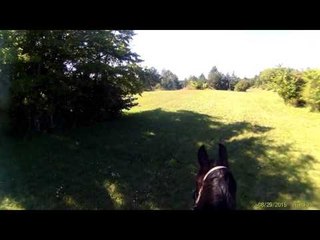 Funny Thoroughbred Race Horse