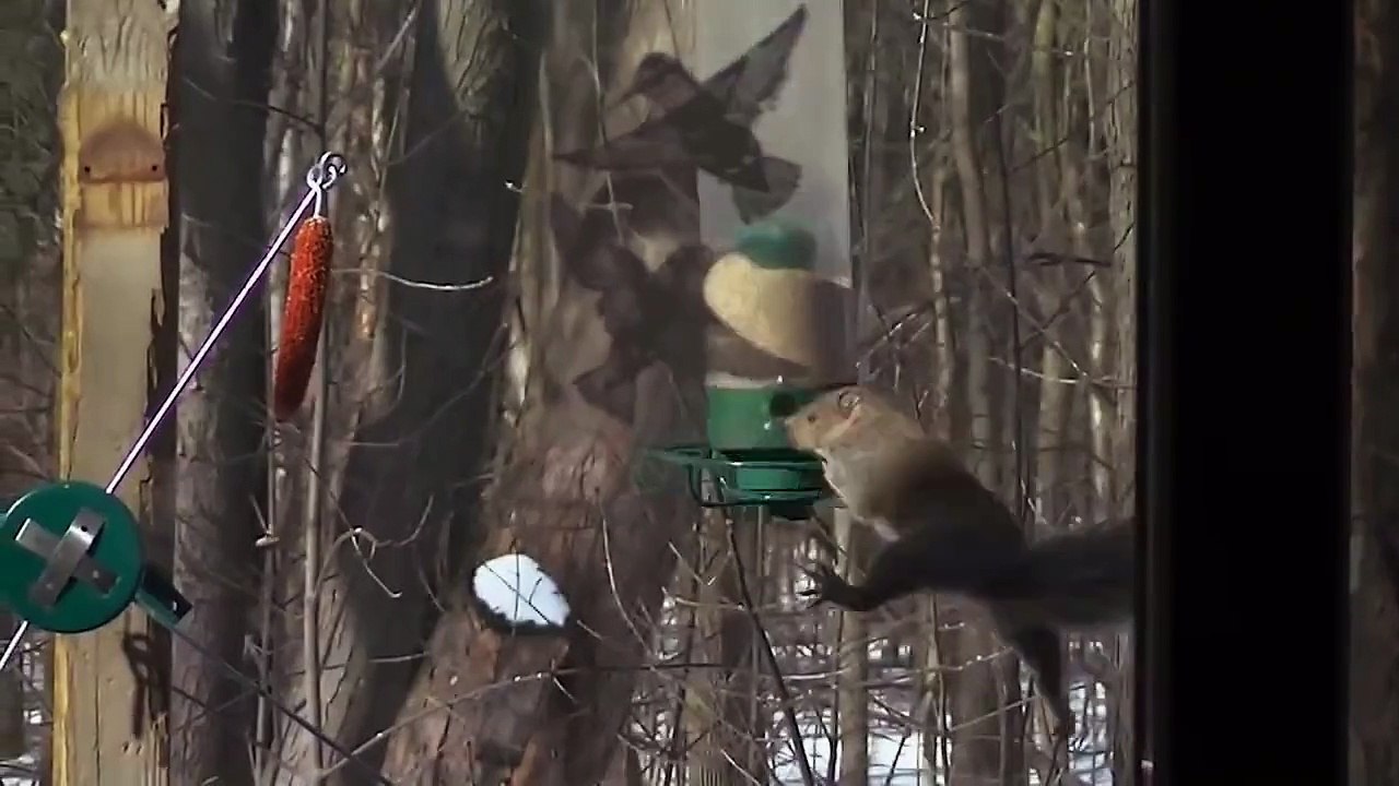 Squirrel Spins on Bird Feeder and Gets Dizzy