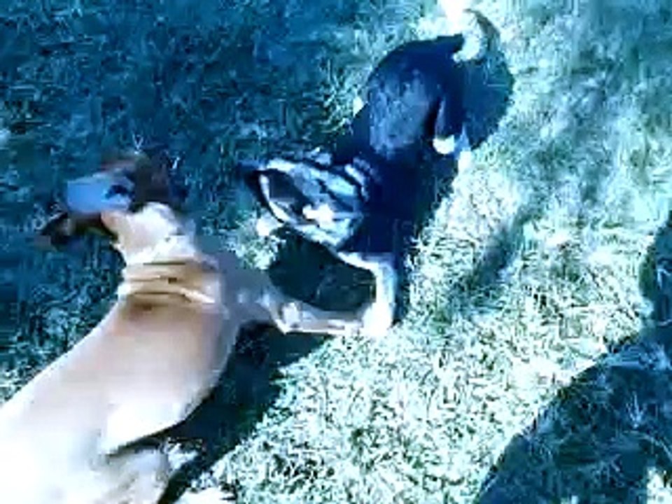 Avery and Ogy play fighting_ By Toba.tv