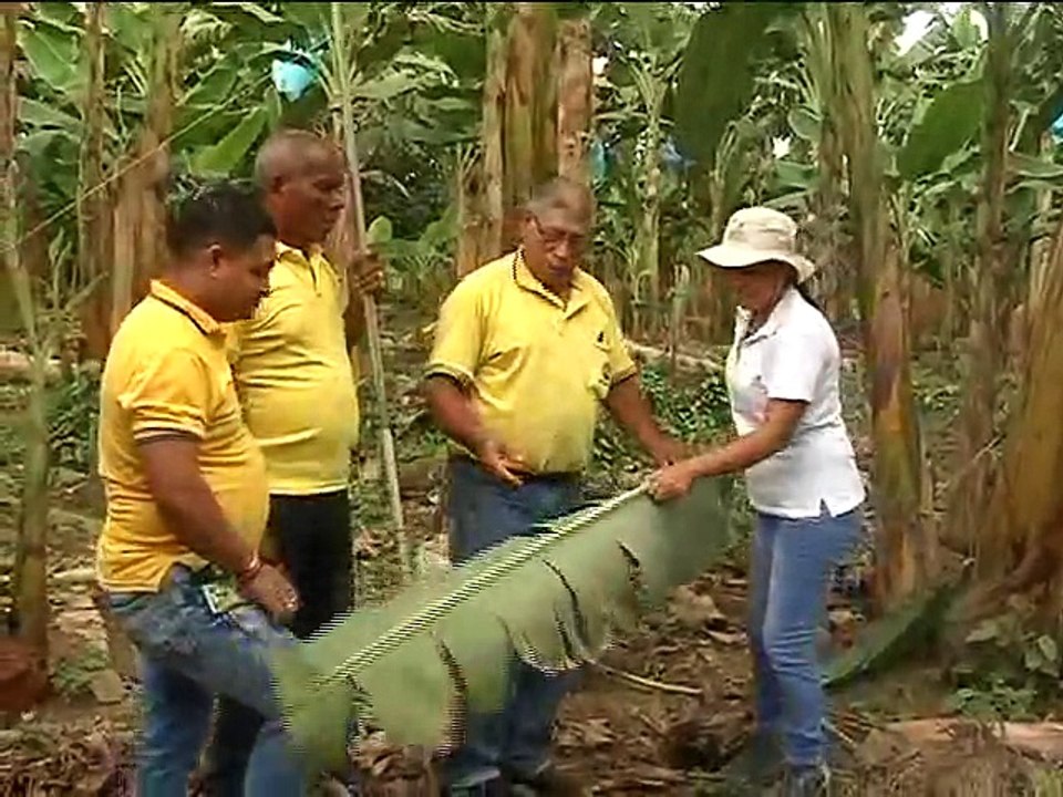 22 de diciembre de 2015 ASOHOFRUCOL Plátano