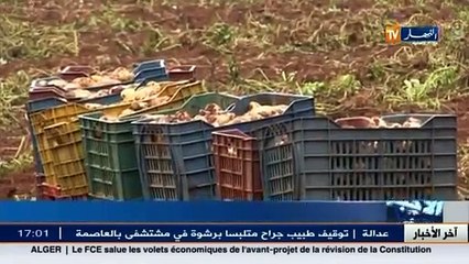 عين الدفلى  غيابات أليات و ميكانزمات التصدير يعرض منتوج البطاط للتلف