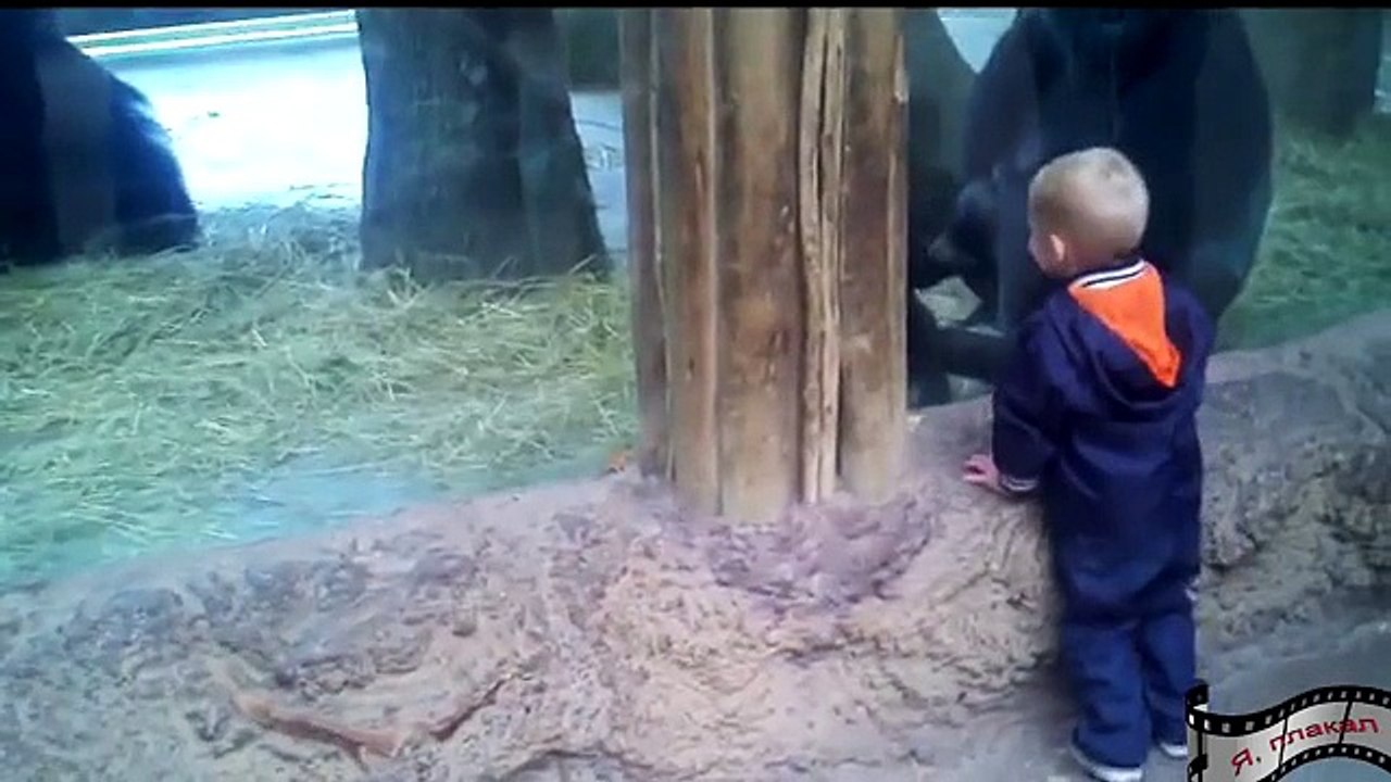 Funny Videos
