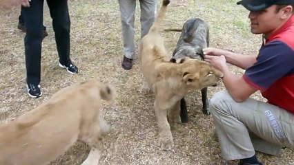 Funny animals video-Very funny and cute cats and other Animals