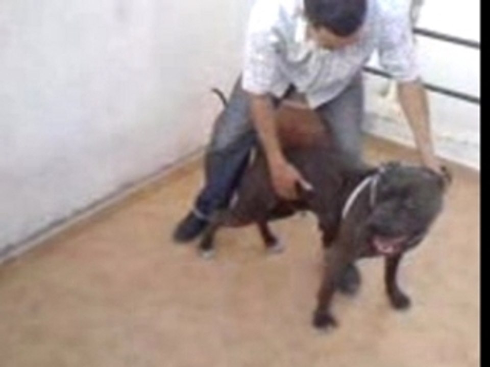 agadir pitbull(achille)