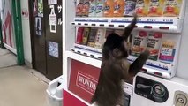 un singe sait utiliser un distributeur de boissons