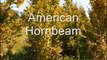 Flowering Pear Trees at HH Farm For Landscaping