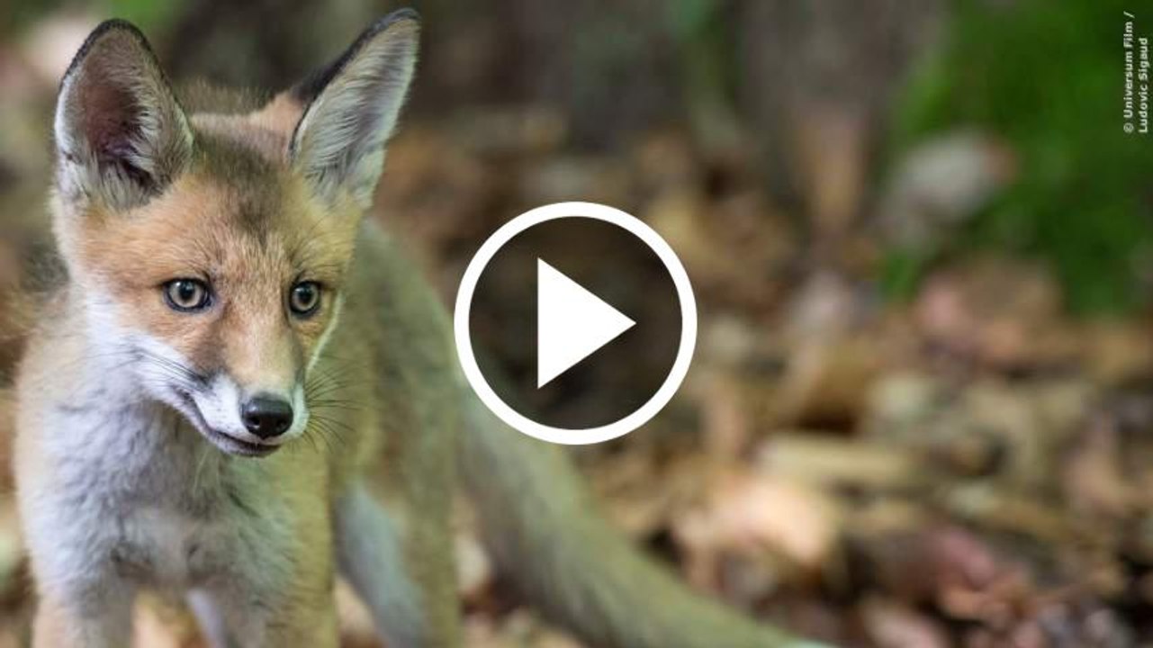 UNSERE WILDNIS Trailer German Deutsch (2016)