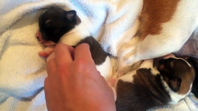 Cuteness overload: Tickling newborn puppies