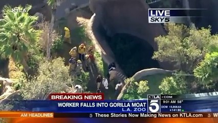 LA Zoo worker rescued from gorilla pit by firefighters