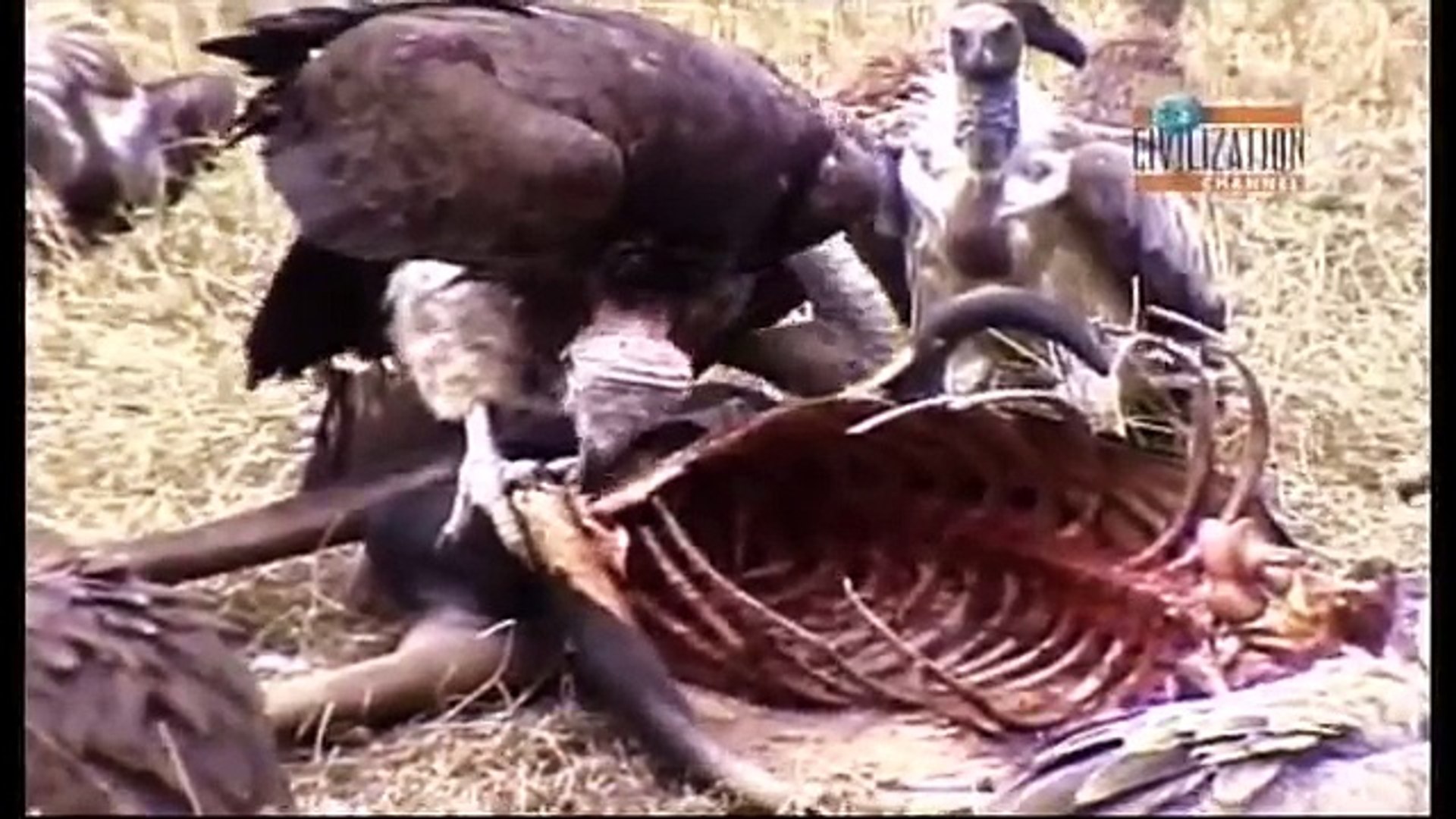 Prova Infalível: Pé Grande (Dublado) Documentário Completo