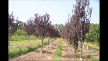 Flowering Plum Trees Grown Near Phila