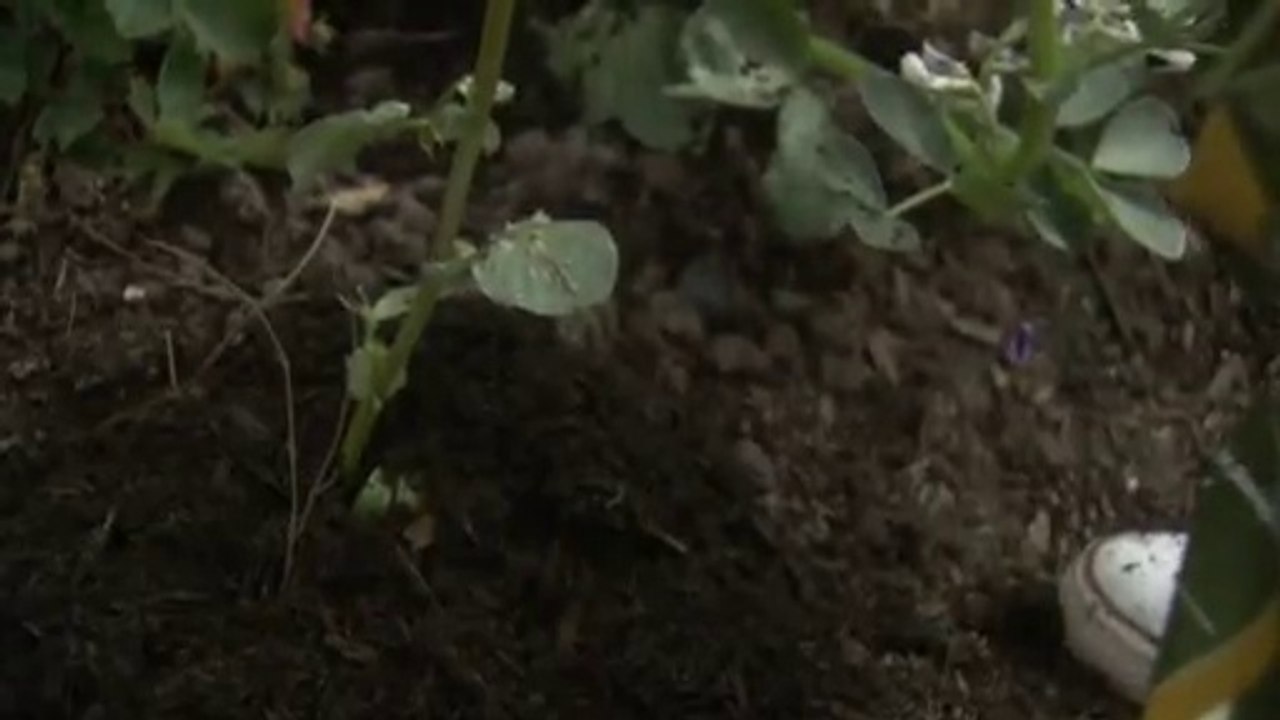 Edible Garden-Peas&Beans