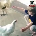 دجاجة تحتضن طفل - سبحان الله