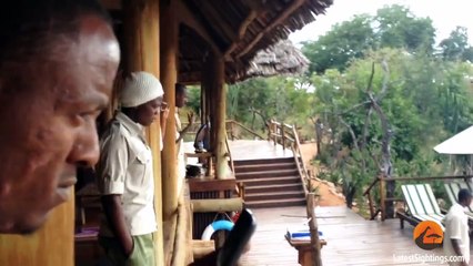 Saving a Waterbuck that is stuck in Water