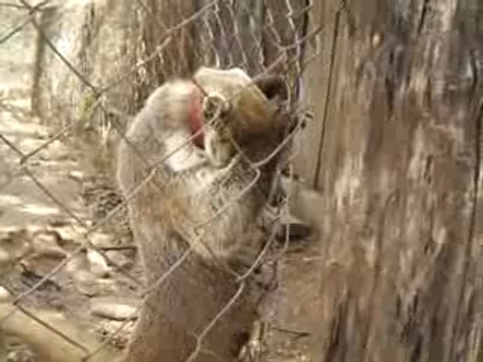 defi : quel est cet animal ???