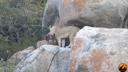 Lioness vs Leopard - 9 July 2013 - Latest Sightings