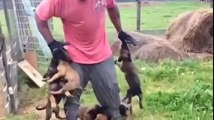 malinois pups fighting like a big monster