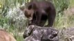 Documentary 2015 Grizzly Bears VS Wolves Survival Video June 2016