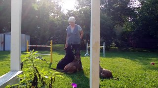 Three Dog Training