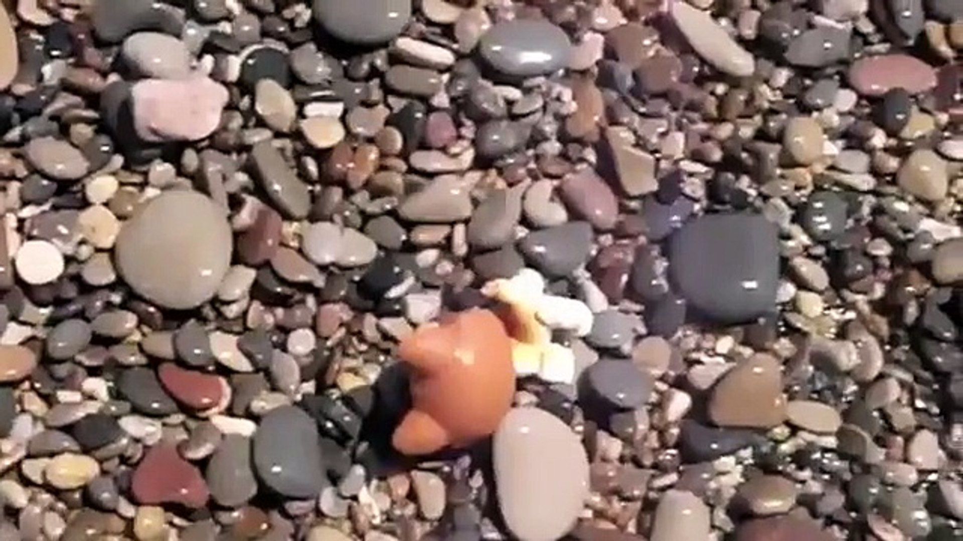 ⁣СТОП МОУШЕН Литл Пет Шоп ОСТРОВ МОНСТРОВ. STOP MOTION vid little Pet Shop ISLAND of MONSTERS.