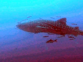 Whale Shark at Richelieu Rock April 2015 (2)