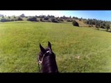 Funny miniature horses are going inside the stable