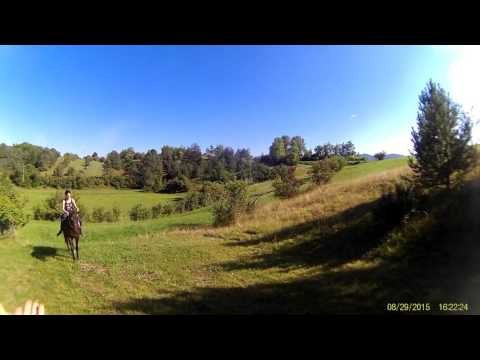 Animals Having mating Breeding Reproducing Black stallion Horses Mating ~ Best Funny Animals 2014