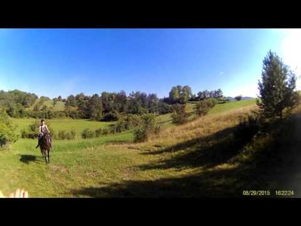 Animals Having mating Breeding Reproducing Black stallion Horses Mating ~ Best Funny Animals 2014