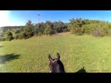 Animal Video | Animals Mating Animals Funny Horses Mating