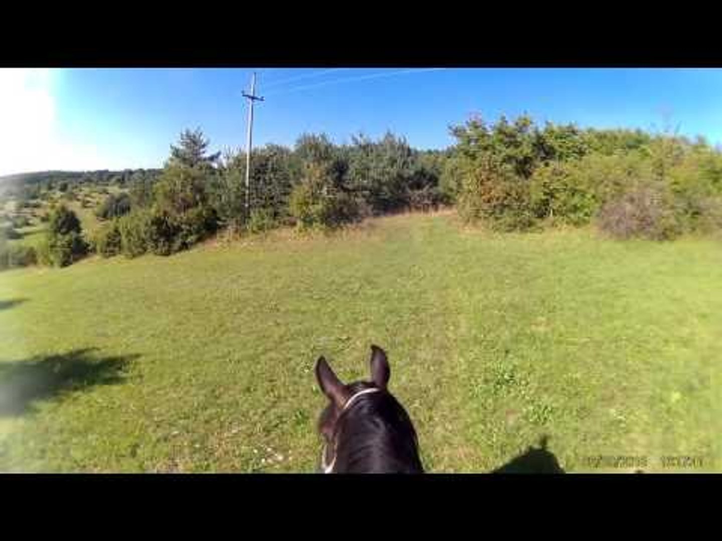 ⁣Animal Video | Animals Mating Animals Funny Horses Mating