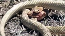 Snakes Fight to the Death