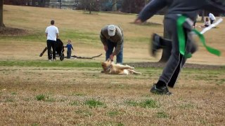 Lazy Dog Doesn't Want To Leave The Park - YouTube and Dailymotion