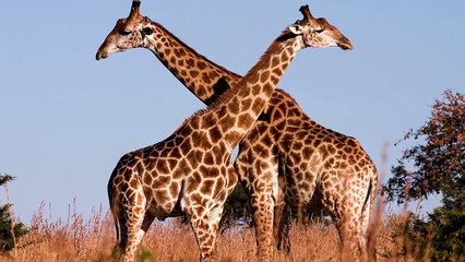 10 Largest Animals Of All Time