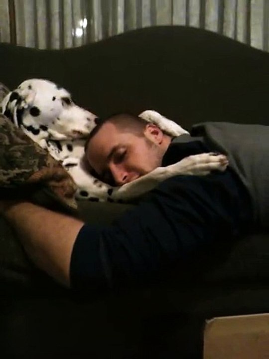 Dalmatian Cuddle Sesh