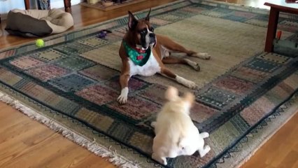 French Bulldog Tries To Cheer Up Boxer Buddy