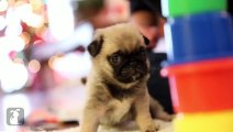 Pug Puppies Are The Silliest of Puppies - Puppy Love